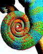 Mark Laita - Chameleon - Detail