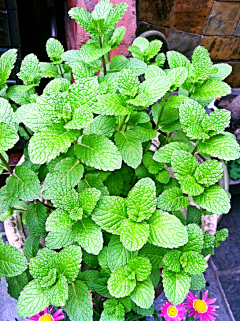 JZhibin采集到就爱花花草草