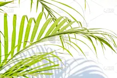 阴影,棕榈叶,蕨类,复叶,空的,环境,泰国,壁纸,枝繁叶茂,自然美