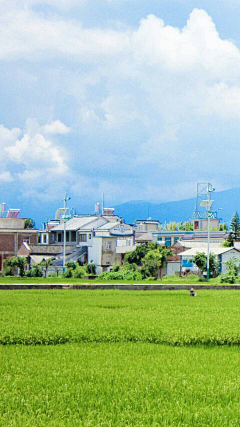宁馨郁金香采集到一方一净土