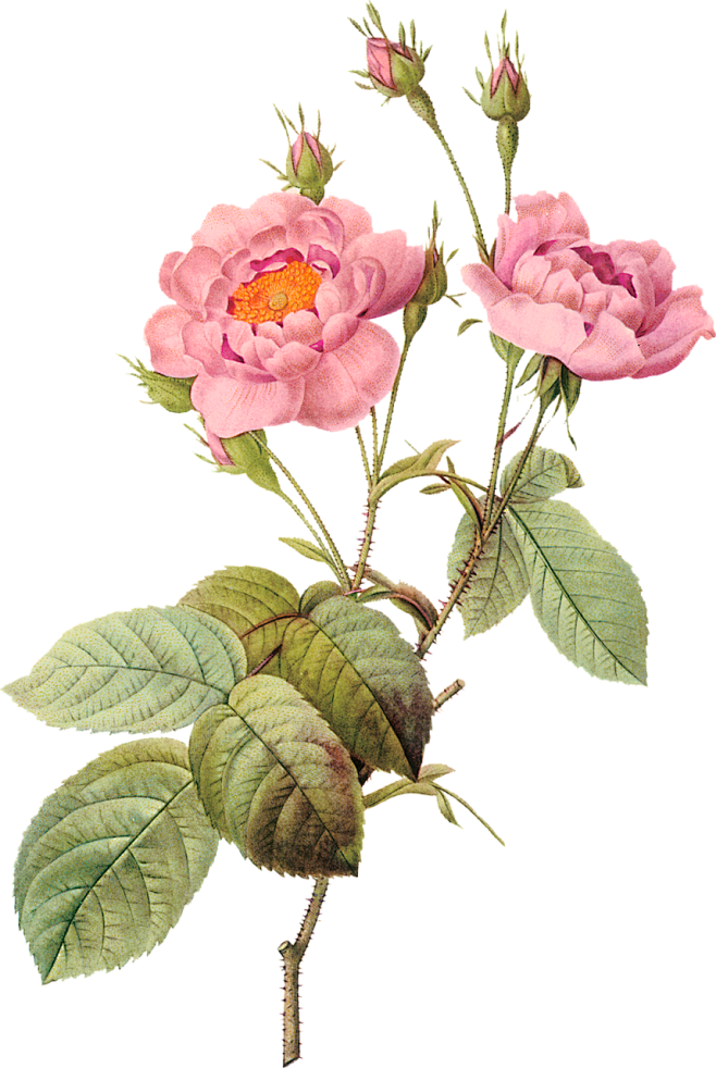 水彩写实风格花卉花朵各种鲜花向日葵植物P...