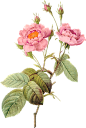 水彩写实风格花卉花朵各种鲜花向日葵植物PNG免抠图片PS设计素材
