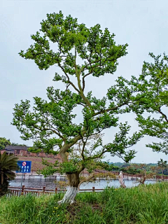 YXG15823362668采集到紫薇