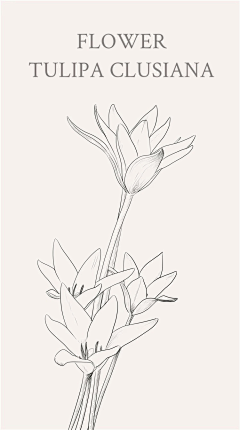 MortonH采集到花朵线条