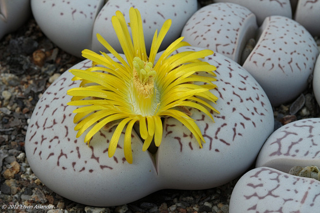 Dinteranthus vanzyli...