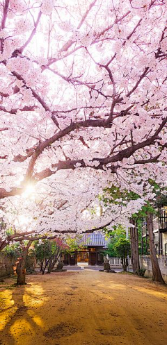 七个小李子采集到para para sakura