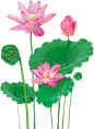 荷花荷叶png免抠元素莲花产背景图片模板