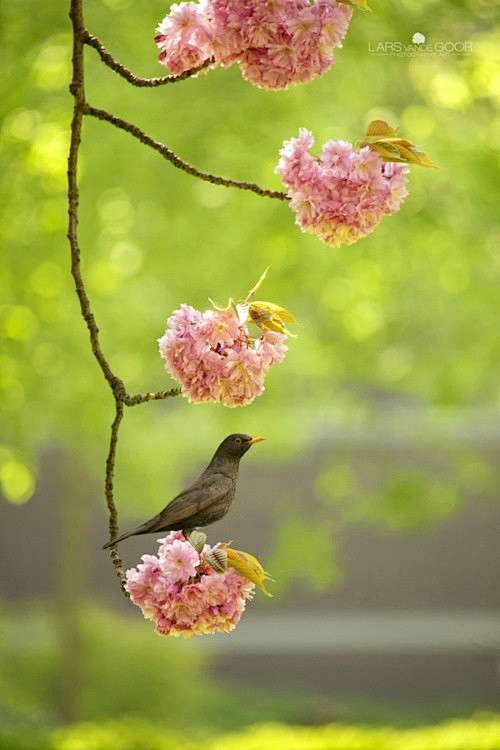 西塞山前白鹭飞，
桃花流水鳜鱼肥。
...