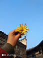 龙南客家乌石围-2017最后一天的游玩，其实今天的主角是这朵菊花，哈哈跨年咯~