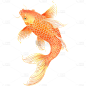 动物系列金色描边金鱼贴纸