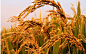 9月响水稻米开始成熟