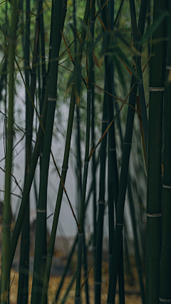 惊荷雨采集到摄影-风景