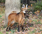 鬃狼 Maned Wolf
