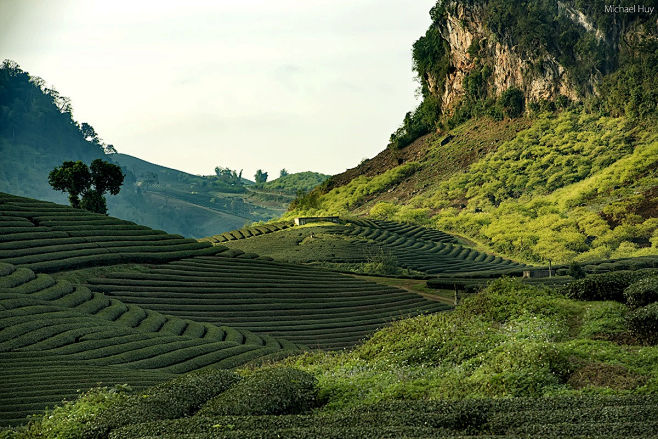 Tea Hill, Moc Chau, ...