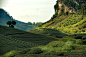 Tea Hill, Moc Chau, Viet Nam by Michael Huy  on 500px