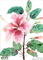 新西兰艺术家Mango Frooty水彩花卉 水彩画- bbs.caibihui.com #水彩#