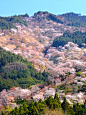 2023奈良吉野山看漫山遍野樱花绽放