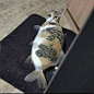 哇咔咔咔
美猫鱼，稀有物种