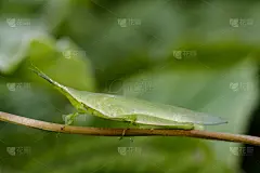 蚱蜢,昆虫,自然,动物,倾斜的,背景,图像,庸俗,东方长头蝗虫,准噶尔