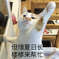 桃陶萄ブドウ采集到动物