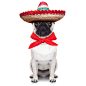 戴墨西哥帽子的小狗图片