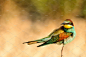 European bee-eater.  Merops apiaster : European bee-eater sits on a beautiful background. Merops apiaster.