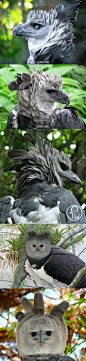 角雕，又名哈佩雕或哈比鹰，是新热带界的一种鹰拥有最完美的侧颜以及最蠢的正颜(ㅎᗨㅎ)#论自拍的角度#