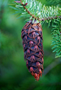 Oregon Pine Cone: 