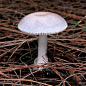 大理石死亡帽(Marbled Death Cap)一般出现在夏威夷、澳大利亚和南非，与死亡帽是同属，也含有鹅膏菌素。这种伞状真菌常常生长在常绿乔木和桉树林。据说是同别的树种一道从澳大利亚被引入夏威夷。