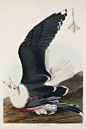 美国鸟类：大黑背鸥
