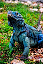 Blue Iguana!