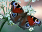 What Does the Butterfly Do for Nature? | Hunker