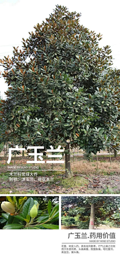 710的大小伙采集到乔木