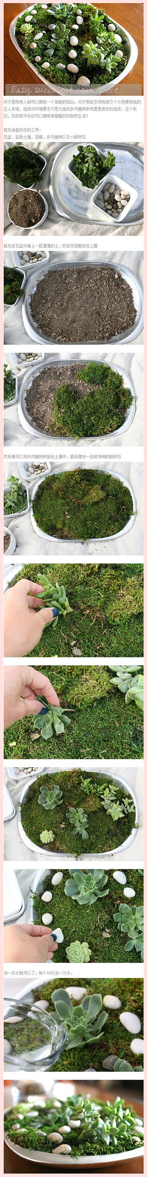 DIY新鲜多汁的多肉盆景教程