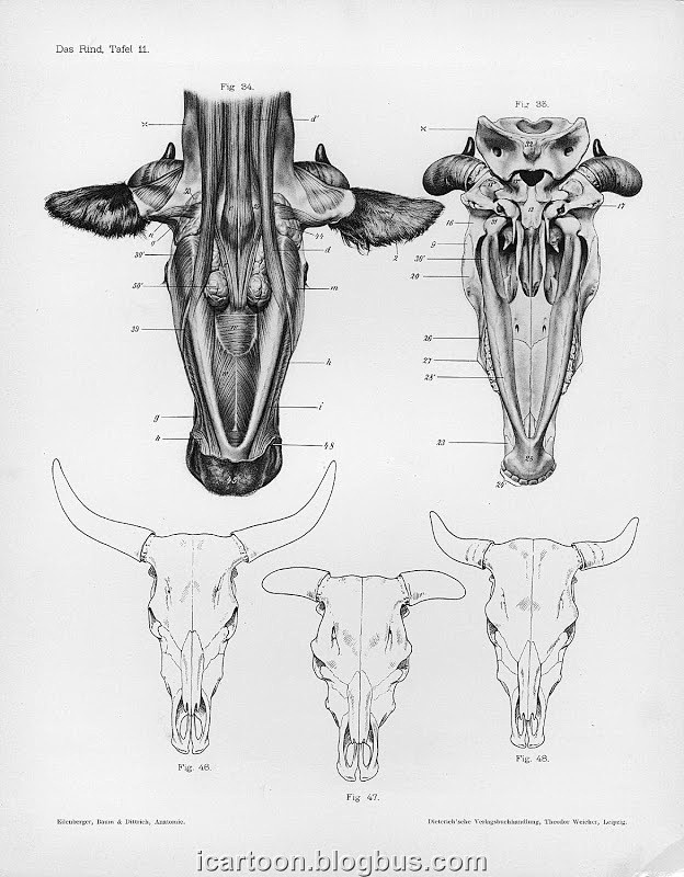 牛的解剖 - 画师资料库 - 博客大巴