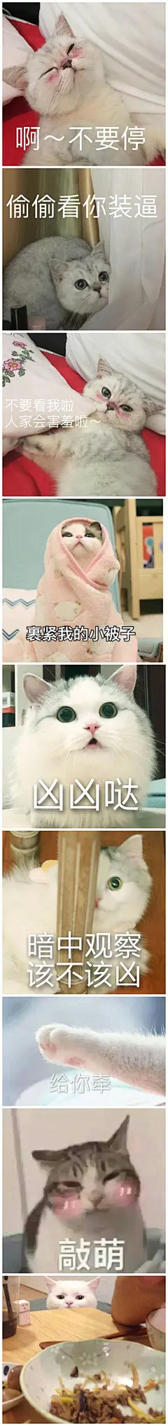 一组敲可爱的猫咪表情包

原图戳坪 ​​​​