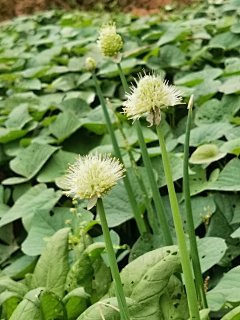 故作镇定Va采集到花草图
