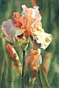美国水彩艺术家 Sharon Freeman 的花卉水彩。(转)