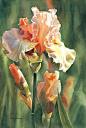 画家 Sharon Freeman 迷人的花卉绘画 （转）