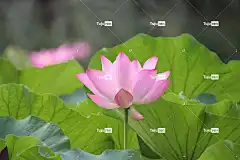 莲花 花 美丽的花朵 粉红色的花 花卉背景 花壁纸 花瓣