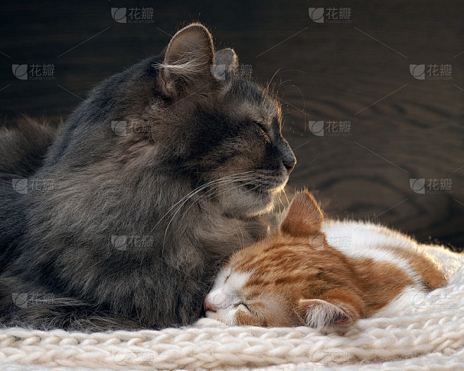 两只猫的全家福。