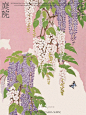 庭院花卉｜紫藤