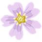 Creeping Phlox-03