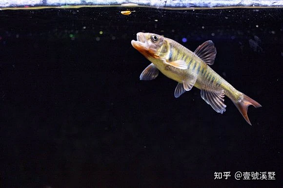 成都鱲 China中国原生鱼——水中桃花“鱲” - 知乎-花瓣网