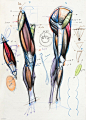 Michael Hampton(迈克尔·汉普顿) 人体肌肉解剖_看图_无极黑吧_百度贴吧