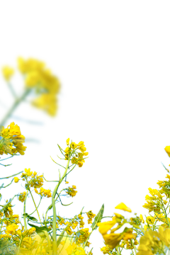 ~那一抹彩虹~采集到H花