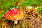 mushroom beside grass photo – Free Mushroom Image on Unsplash