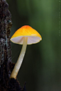 Pluteus aurantiorugosus Gelistet als selten inNaturführerund technische Beschreibungen wird Pluteus aurantiorugosus（Pluteaceae）leicht durch seinen Lebensraum auf Holz，塞纳罗莎Sporenabdruck和und irore scharla  欧罗巴的迪塞尔·皮尔兹·坎恩（Dieser Pilz kann），还曾参加过美术展览会，美术展览会和艺