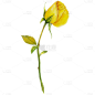 植物通用插画单枝玫瑰元素素材