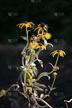 季节,仅一朵花,黑眼珠苏珊葡萄树,霉病,垂直画幅,秋天,无人,九月,彩色图片,黄色